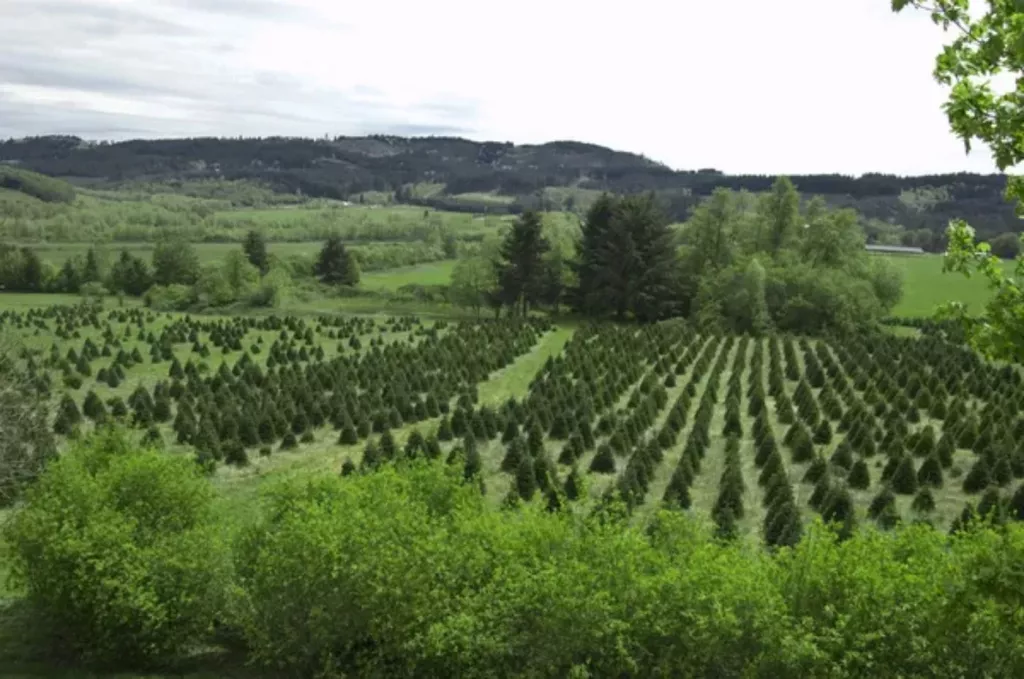 Tree Farm Profit Per Acre (6 Species Compared) 🐝