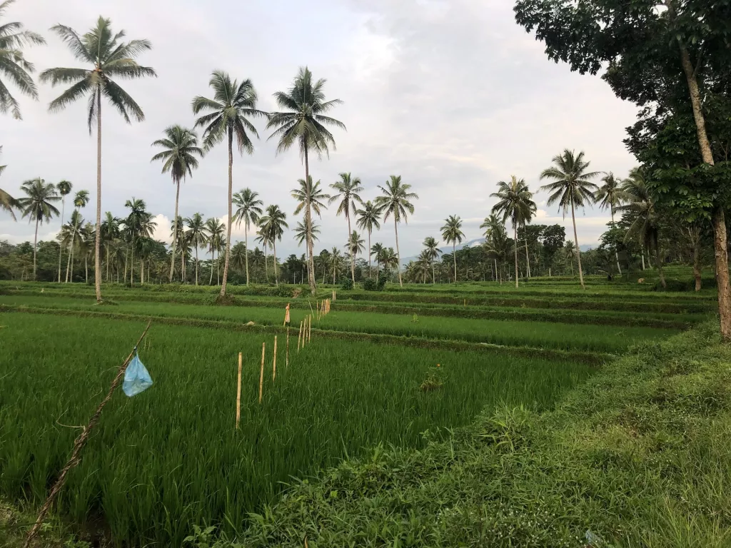 Are Tree Farms Profitable? (Full 2023 Breakdown) 🐝