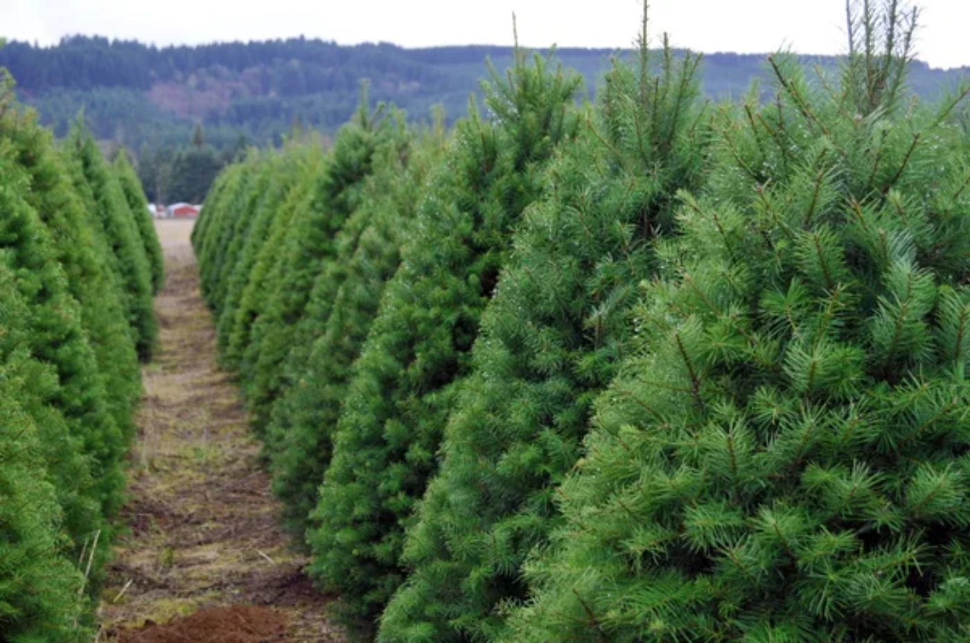 How Much Is a Truckload of Christmas Trees Worth? 🐝