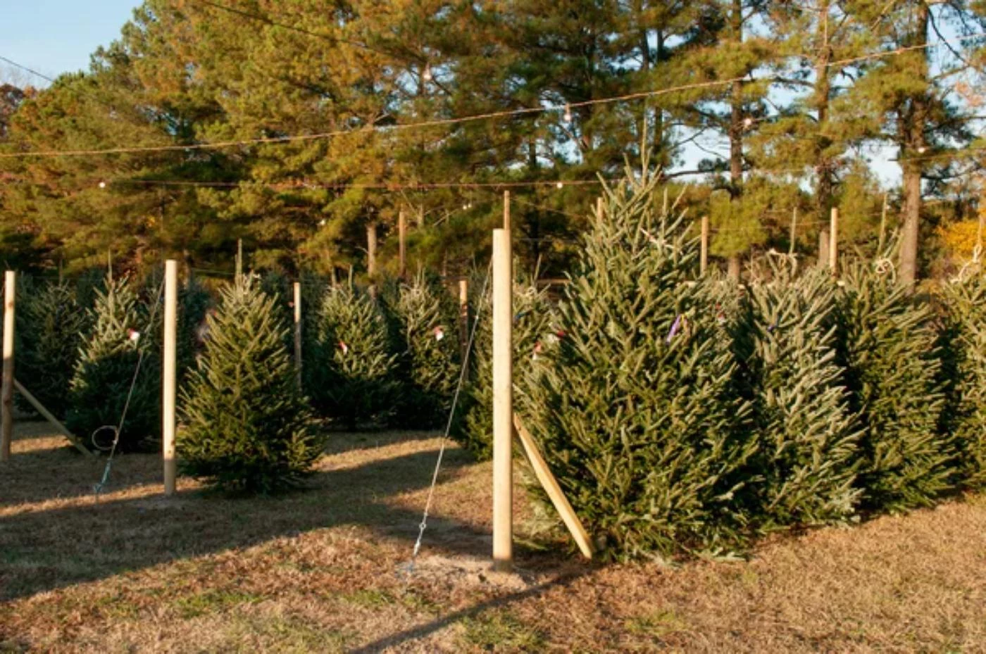 How Much Is a Truckload of Christmas Trees Worth? 🐝