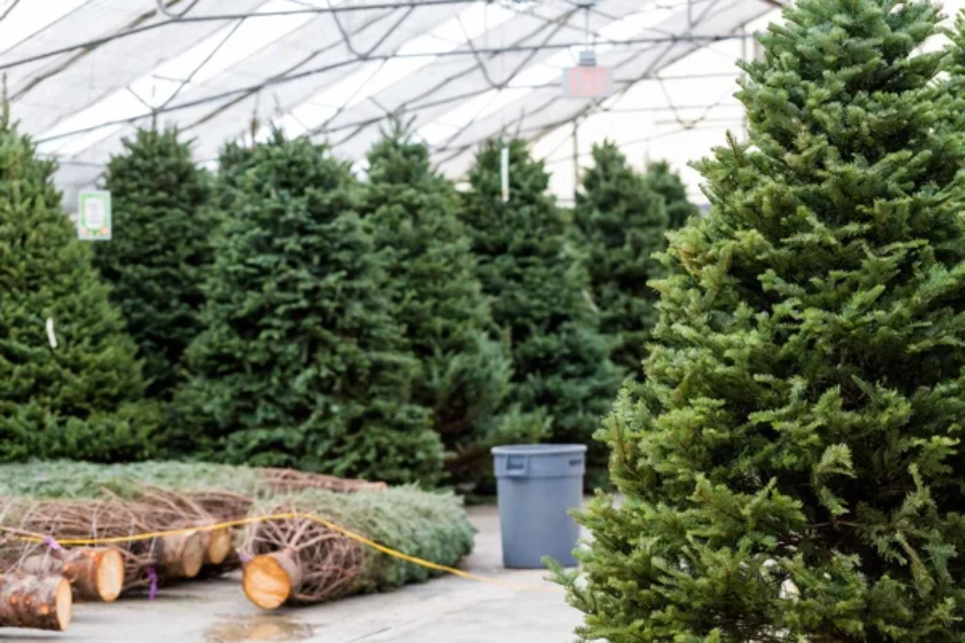 How Much Is a Truckload of Christmas Trees Worth? 🐝