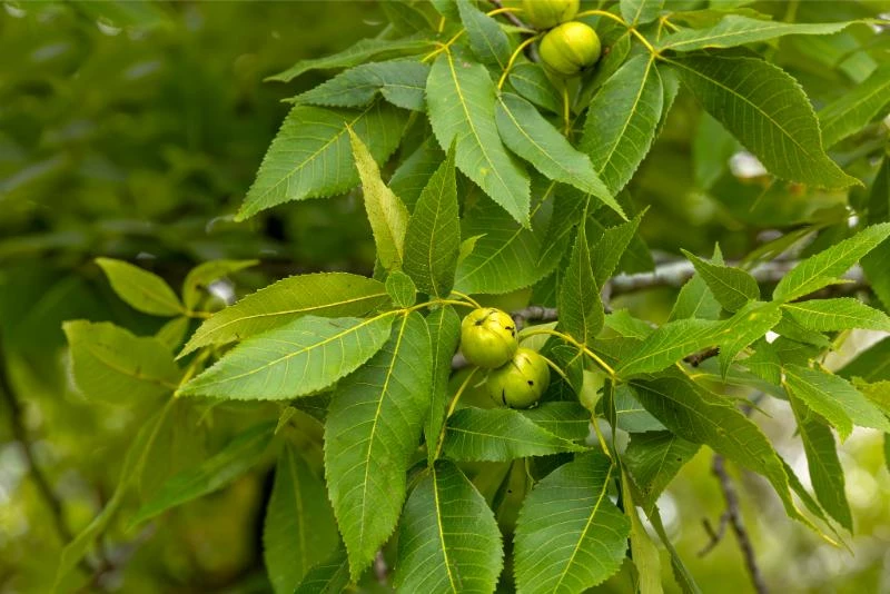 Types Of Walnut Trees In Michigan