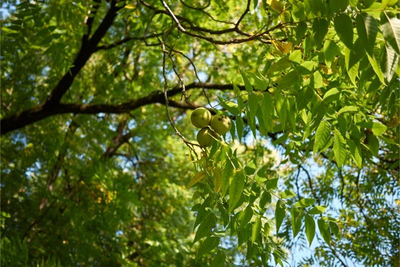 3-types-of-walnut-trees-in-michigan-with-pictures-bootstrapbee