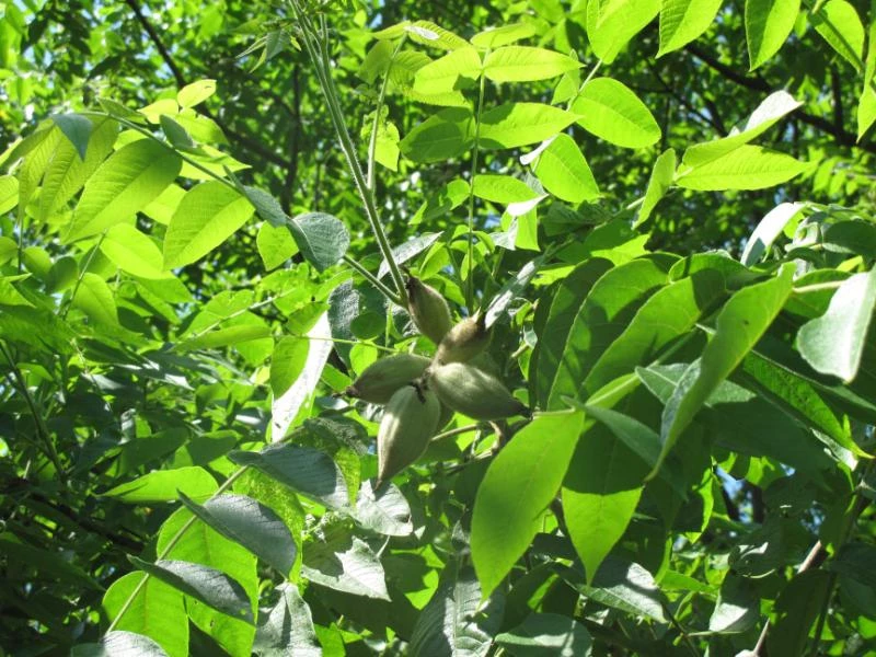 3 Types of Walnut Trees in Missouri (With Pictures) 🐝 BootstrapBee