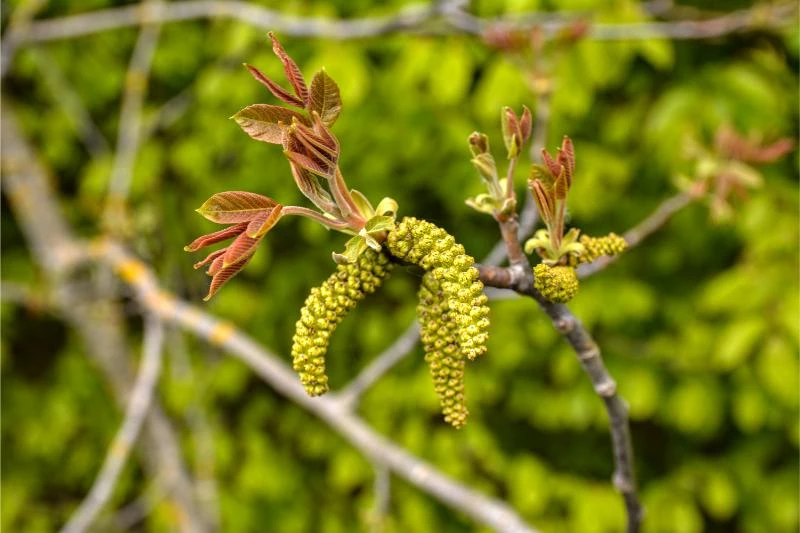 3 Types of Walnut Trees in Ohio (With Pictures) - 🐝 BootstrapBee.com ...