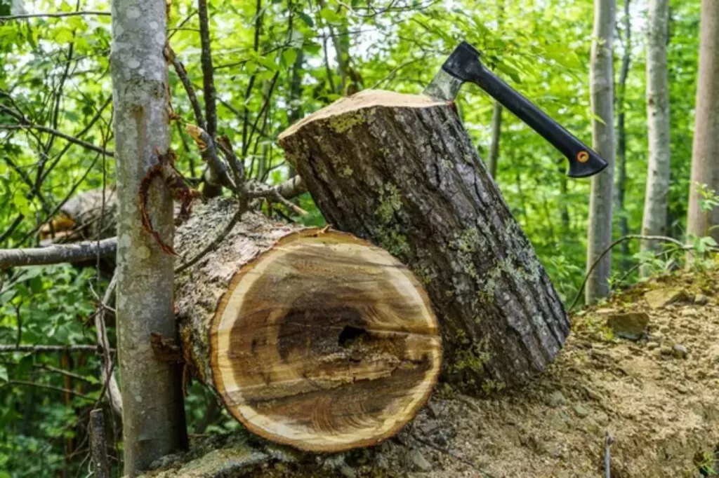 Value of Black Walnut Trees (3050100 Years Old) 🐝