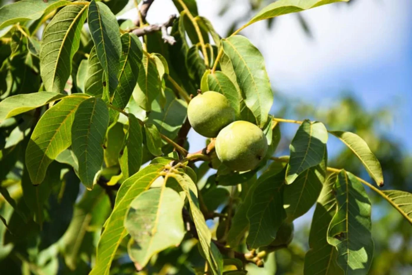 17 Most Common Walnut Tree Types (with Pictures to Identify) - 🐝 ...