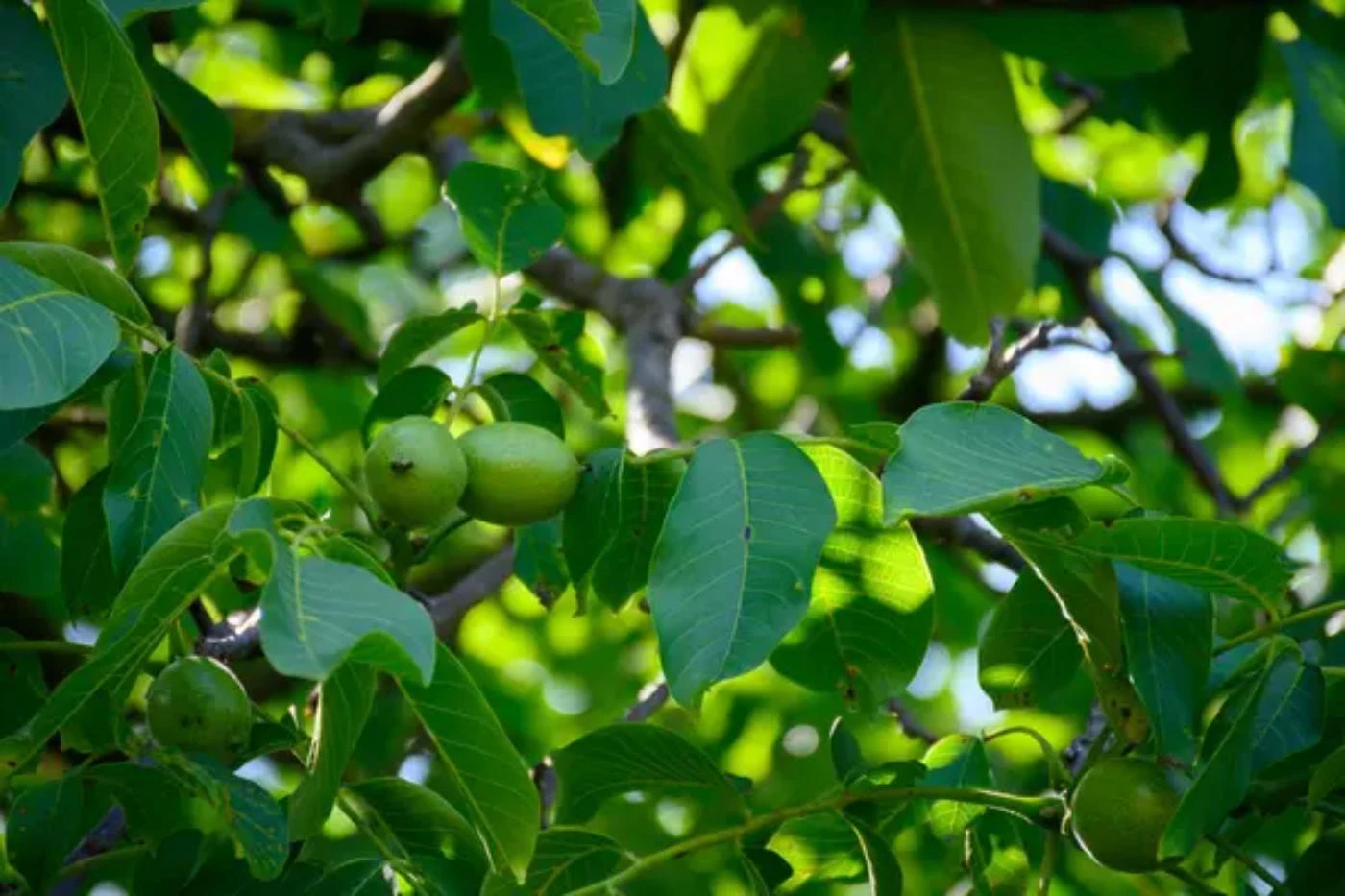 17 Most Common Walnut Tree Types (with Pictures to Identify) - 🐝 ...