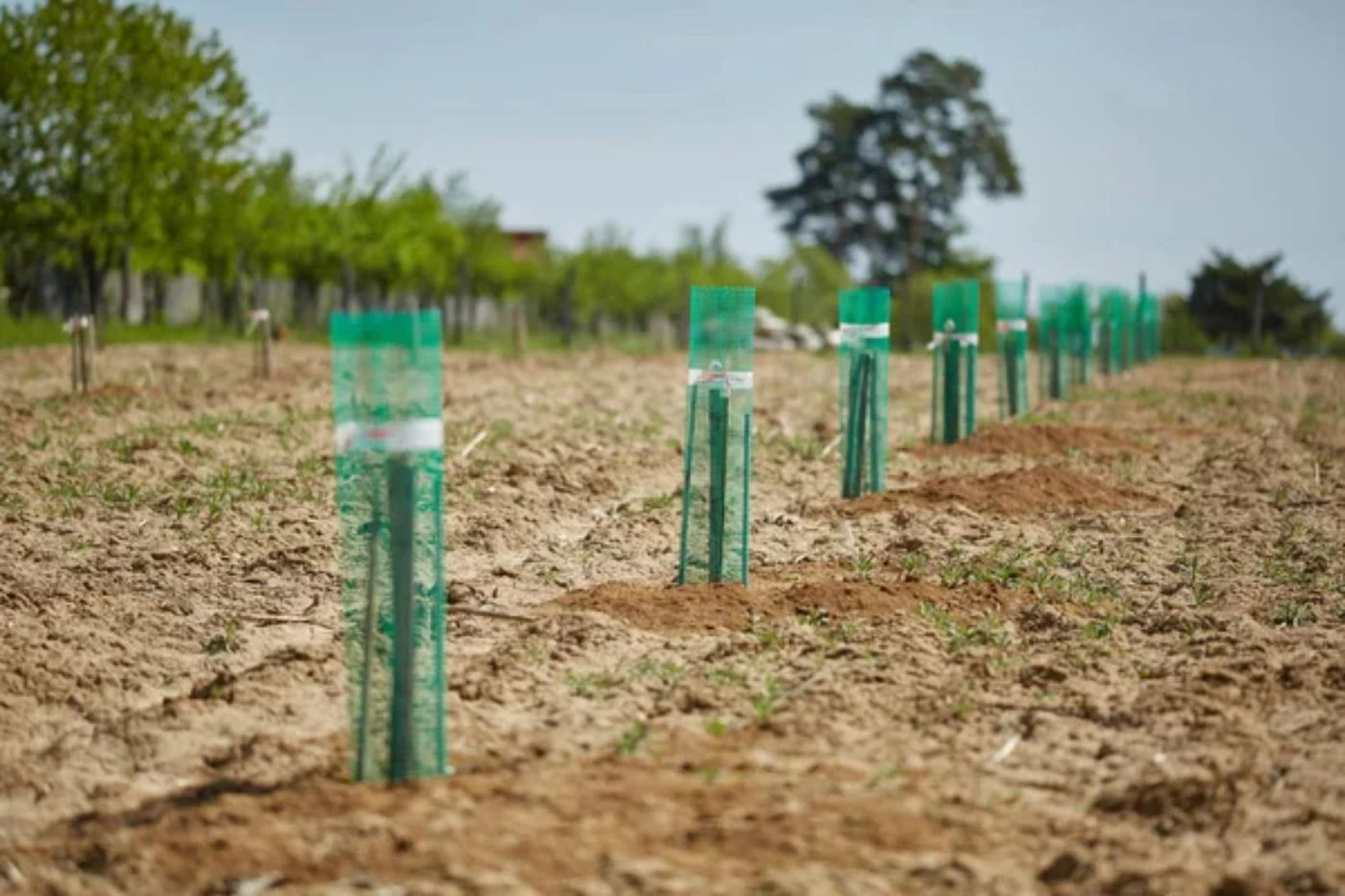 How Many Walnut Trees Should You Plant Per Acre? 🐝
