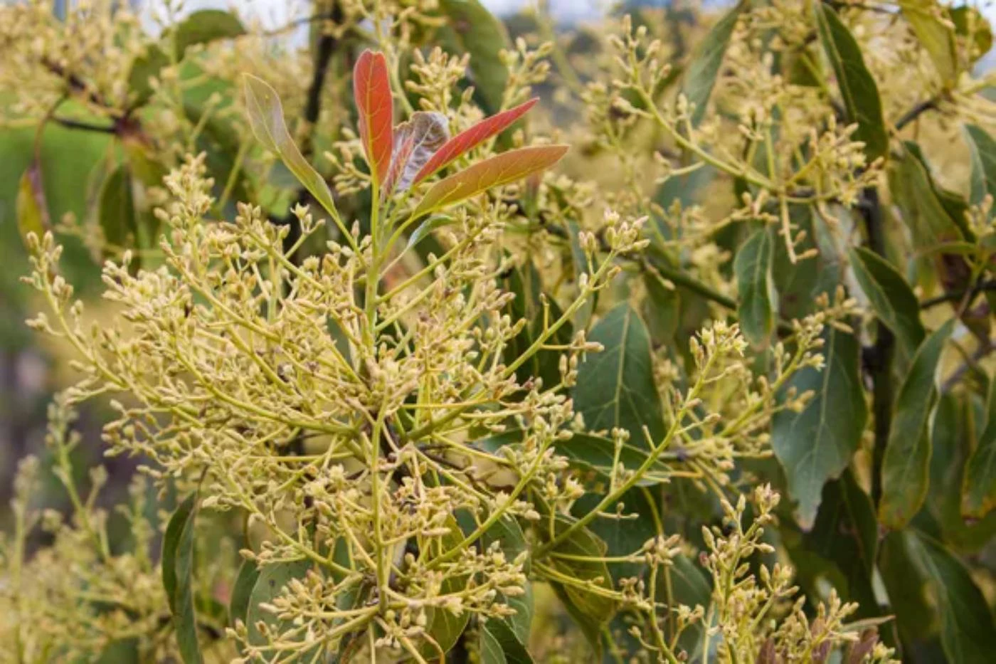 When Do Avocado Trees Produce Fruit BootstrapBee Com Actionable   Depositphotos 45139289 Stock Photo Avocado Tree 1.webp