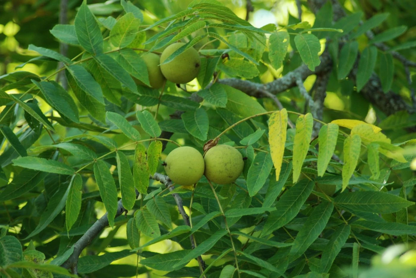When Do Walnut Trees Produce Nuts? (What Time of Year) - 🐝 BootstrapBee ...