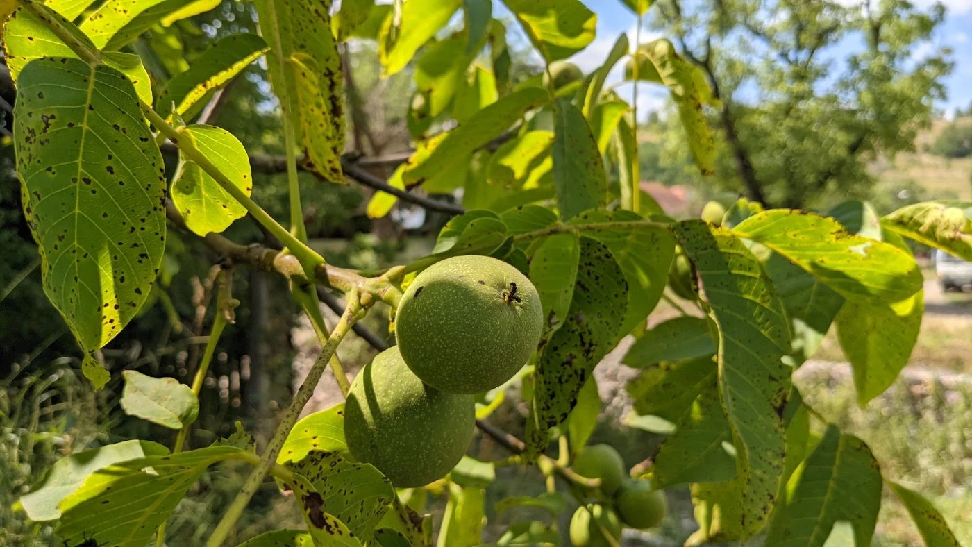 When Do Walnut Trees Produce Nuts? (What Time of Year) - 🐝 BootstrapBee ...