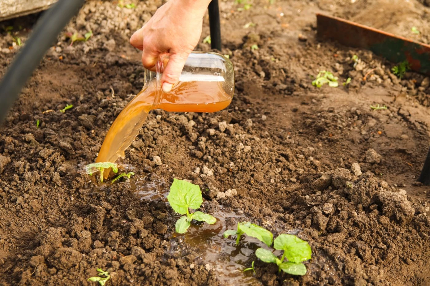 When to Fertilize Pecan Trees in Texas? (Perfect Timing) - 🐝 ...