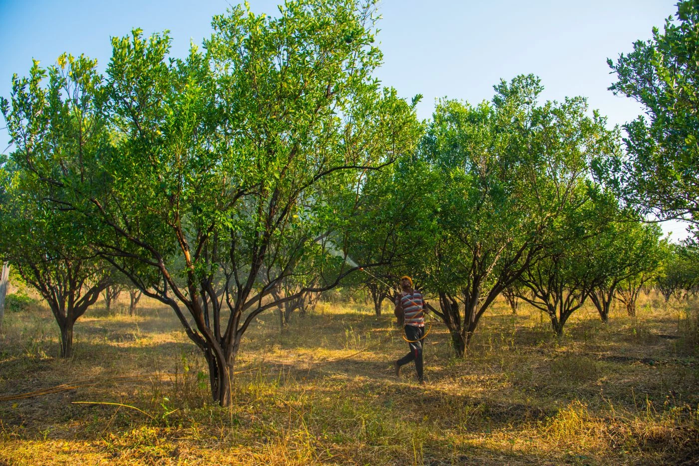 When to Fertilize Pecan Trees in Texas? (Perfect Timing) 🐝