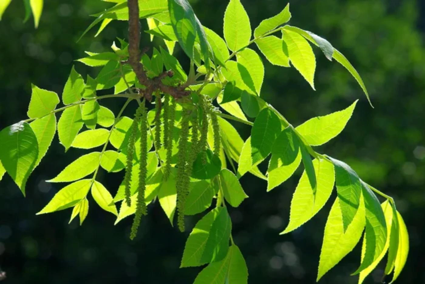 When To Plant Pecan Trees for Optimal Growth - 🐝 BootstrapBee.com