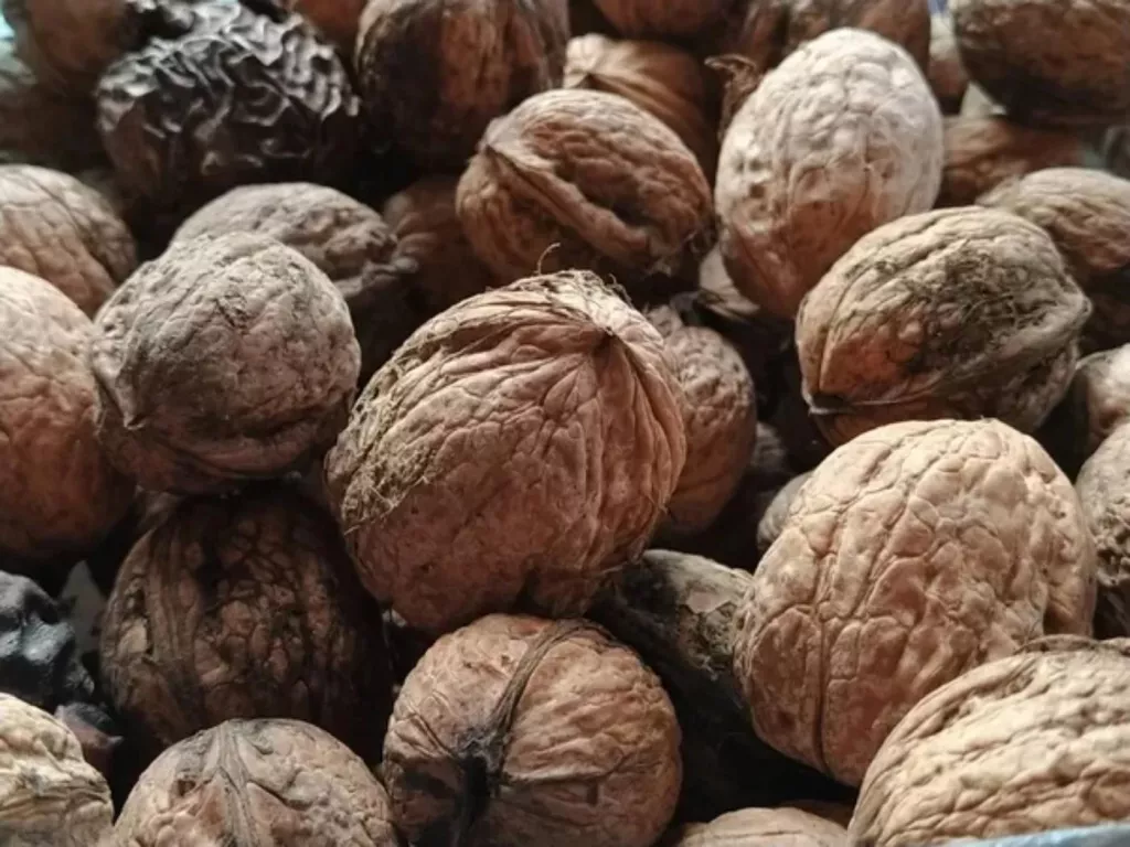 9 Surprising Places to Sell Black Walnuts with High Margins 🐝