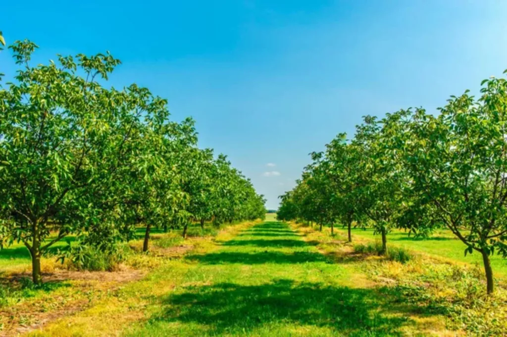 How Much Is an Acre of Black Walnut Trees Worth? (Profits Breakdown